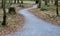 Park path through an English park with old tree-covered trunks. trowel gray path for bicycles and pedestrians