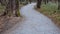 Park path through an English park with old tree-covered trunks. trowel gray path for bicycles and pedestrians