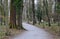 Park path through an English park with old tree-covered trunks. trowel gray path for bicycles and pedestrians