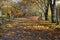 Park pathway covered with autumn leaves