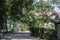 Park Pathway covered by Green Trees Landscape