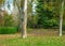 Park with pathway, trees, dry leaves and grass