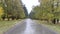 In the park, a pedestrian path between tall coniferous and deciduous trees with yellowing foliage. Along the edges of the path are