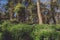 Park of Pena Palace in Sintra, Portugal. Rainforest with wild ferns