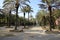 Park promenade with palm trees, open sky, tiles  with  small gardens