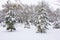 Park road covered in heavy snow