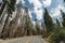Park road curves into pine forest area ravaged fire at Lassen Volcanic National Park