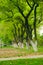 Park a row of large plane trees