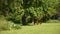 Park scene with blank table and benches for picnic.