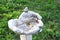 Park sculpture, hands, bird, flower