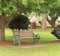 A park seat under a tree on a sunny day