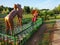 Park seen Japanese style morning nature viewe