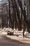 A park sidewalk with a lonely streetlamp and a bench. An early spring with lots of snow melting down. A bunch of dark leafless