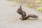Park Squirrel Closeup