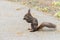 Park Squirrel Closeup