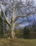 Park at Stupava with large plane tree