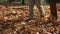 In the park in a sunny autumn day closeup to the camera video of a walking couple through the leaves capturing details