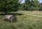 Park on a sunny day and a tree trunk.