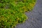 In the park there is a bed of mulched with gray gravel and a low yellow cushion-like plant blooms here, a perennial herb. It bloom