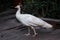 In the park, there is a white peacock strolling around