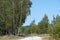 Park trail surrounded by tall leafy trees against the blue sky