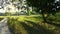 Park with trees and long shadows.