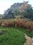 Park, Trees, plants, building, Green, Sky, Grass,