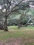 Park, Trees, plants, building, Green, Sky, Grass,