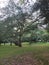 Park, Trees, plants, building, Green, Sky, Grass,