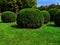 Park with trimmed bushes in the shape of a circle