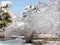 Park view with honeysuckle trees and pine trees covered by snow in sunshine in Beijing, China