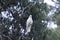 Park View parrot, parrot feeding, Sherbrooke Forest Park, Australia