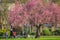 Park visitors in the shade of a cherry tree in bloom at King Georgeâ€™s Field near Canada Water in London