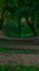 Park walking zone with paved curved road for promenade under trees shadow, vertical photo