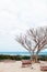 Park with wood bench and tree at Nakijin Gusuku castle remain, N