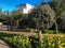 Park with yellow tulip flowerbed and olive tree on a sunny day