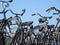 Parked Bicycles.