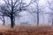 A parking lot in an oak forest in late autumn on a foggy morning