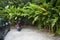 Parking of private transport of the tropics under palm trees