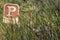 Parking sign surrounded by cattails flowering in a swamp during fall season