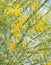 Parkinsonia aculeata blossom