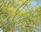 Parkinsonia aculeata blossom