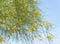 Parkinsonia aculeata blossom