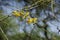 Parkinsonia aculeata, Palo verde