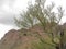 Parkinsonia, Palo Verde, in Organ Pipe Cactus National Monument, Arizona, USA