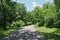 A parkland dirt road leading through a grass and vivid shadow casting forest with blue sky perfect for seasonal marketing as well