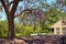 Parkland with Jacaranda Trees