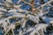 Parkling spruce in winter forest under snowdrifts