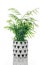 Parlor palm in a black and white ceramic pot