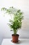 Parlor palm houseplant (chamaedorea elegans), isolated on a white background